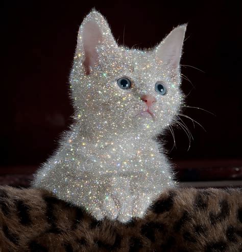 Crystal Cat | Kitten, Cats, Animals