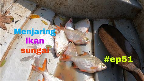 Menjaring Ikan Sungai Ep51 Jackpot Lampam Ekor Merah Youtube