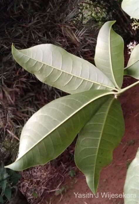 Flora Of Sri Lanka