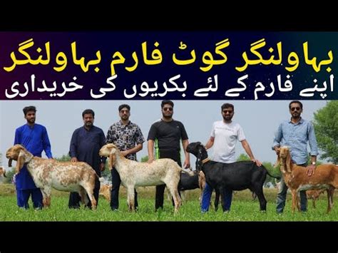 Farm K Liye Bakrio Ki Purchasing Makhi Cheeni Farm Goat Farming In