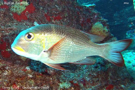 Hawaiian Reef Fish Identification Terry Lilley S Underwater Web