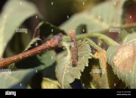 Case moth caterpillar hi-res stock photography and images - Alamy