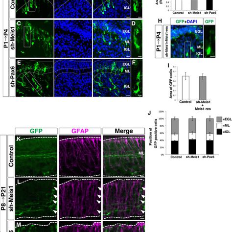 Expression Of Meis1 Protein In Astrocyte Lineage A Double