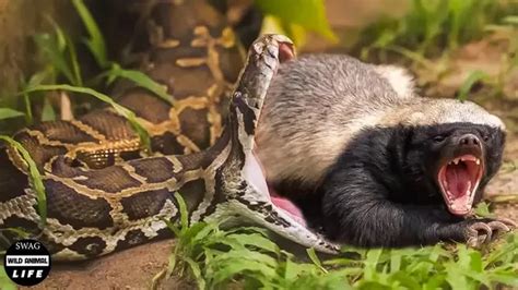 Incredible Honey Badger Survival Escapes Python And Jackals For Snake