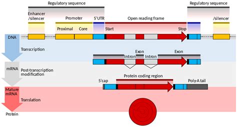 Genomics Definition Of The Different DNA Regions Biology Stack Exchange