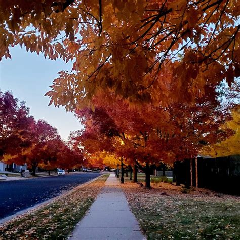 The Best Time to Visit "Tree City USA?" Fall, of course! - My Greeley