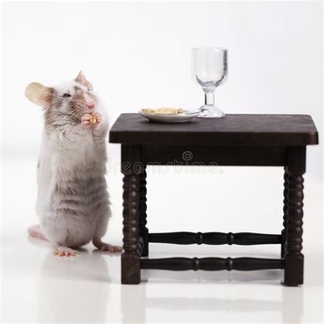 Closeup Small Mouse Stands On Hind Legs On White Stock Photo Image Of