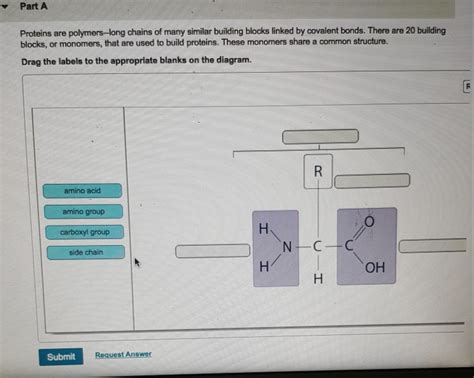 Solved Part A Proteins Are Polymers Long Chains Of Many Chegg