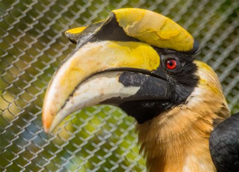 Great Hornbill | Starmind Conservation