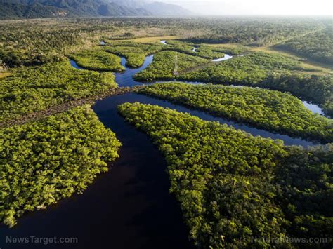 Ancient ingenuity: Amazon tribes built fishponds to survive long droughts