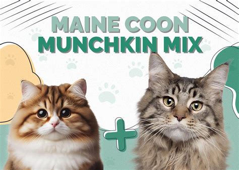 Maine Coon Munchkin Mix: Pictures, Temperament, Personality & Traits ...