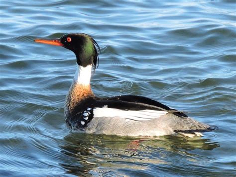 20 Types of Ducks to Look for This Spring | Birds & Blooms