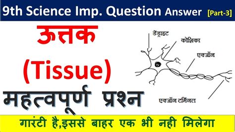 Class 9 Science Chapter 6 Important Questions Class 9 Science Chapter 6 Tissue