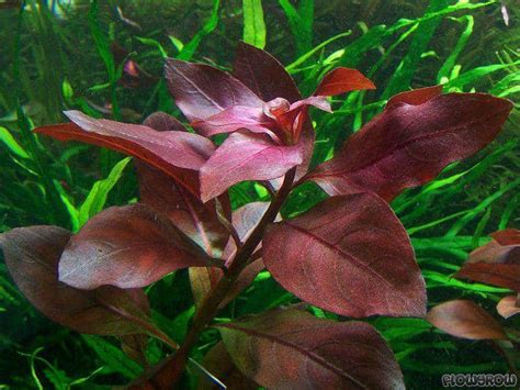 Ludwigia Repens For Sale Aqua Plants Manila Philippines