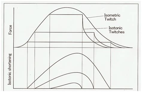 Isometric Vs Isotonic Contraction Graph