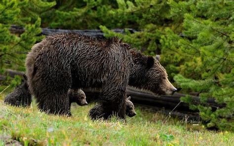 Bears Forest Bear Animal Brown Bear Cub Hd Wallpaper Peakpx