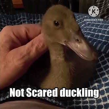 duckling meme scared  scared youtube