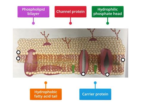 fluid mosaic model  membrane structure labelled diagram