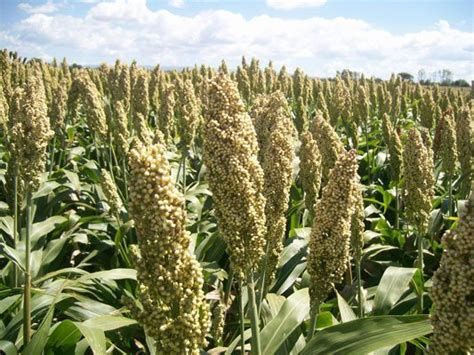 Total apoyo a productores de sorgo blanco Raúl García Panorama Agrario