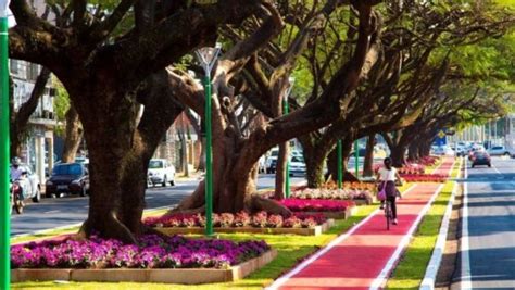 O Que É Arborização - Arborização é essencial para preservar a natureza em espaços urbanos