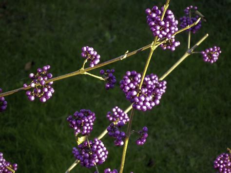 November Beeren Pflanzen Kostenloses Foto Auf Pixabay Pixabay