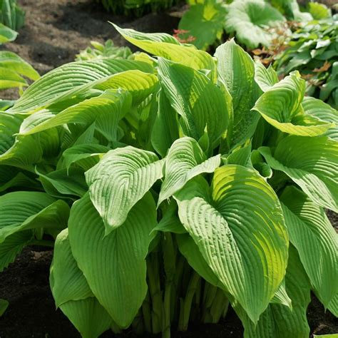 Qauzuy Garden Semillas Raras De Lirio De Pl Tano Hosta Floraci N