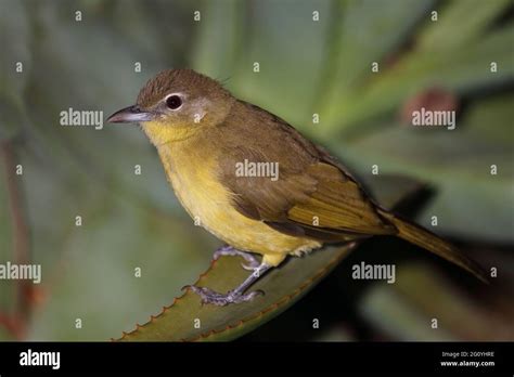 Gelbbauchbülbül Yellow Bellied Greenbul Chlorocichla Flaviventris