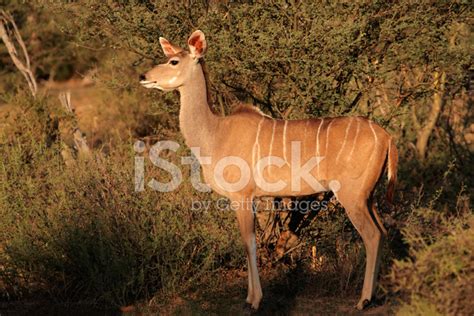 Kudu Antelope Stock Photo | Royalty-Free | FreeImages