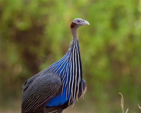 Vulturine guineafowl - Facts, Diet, Habitat & Pictures on Animalia.bio