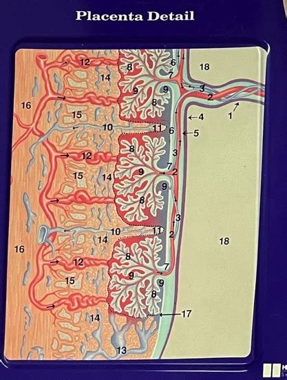 Full Term Fetus Plaque Placenta Detail Diagram Quizlet