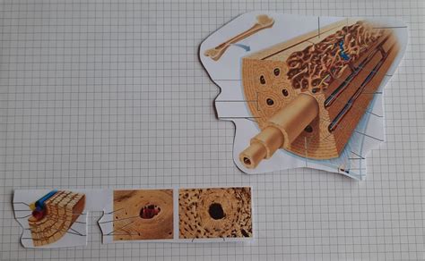 Anatomie Microscopique Du Tissu Osseux V P Diagram Quizlet