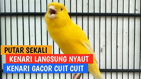 Kenari Gacor Masteran Suara Burung Kenari Ngerol Panjang Cuit Cuit