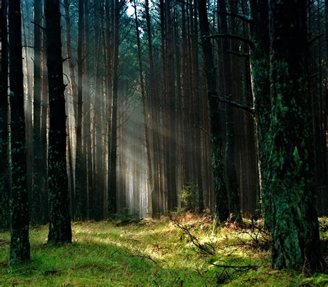 Fotos gratis árbol naturaleza césped desierto rama planta