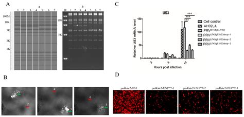 Vaccines Free Full Text A Novel Strategy Of Us3 Codon De Optimization For Construction Of An