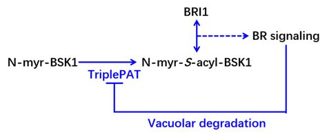 生命科学学院李厦课题组揭示c亚族棕榈酰转移酶通过bsk1介导br信号途径的机制