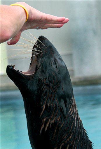 Seals Busted Having Sex With Penguins