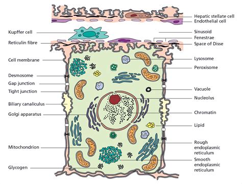 Figure 110 From Sherlocks Diseases Of The Liver And Biliary System