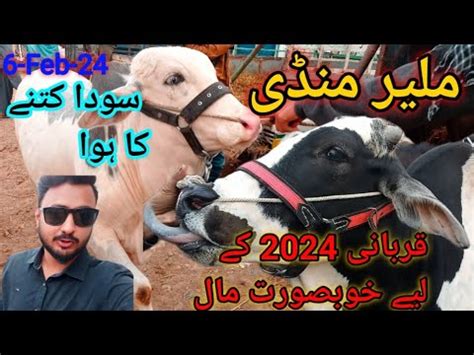 2 Soday Malir Cow Mandi Karachi Cattle Rates Update 6 Feb 24 Cow