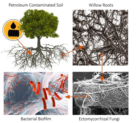 Plants, fungi and bacteria work together to clean polluted land