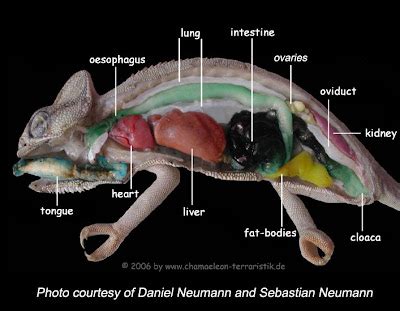 Chameleon World: Chameleon's anatomy 101A (Veiled)