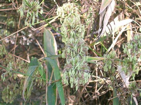 Bambusa vulgaris - Bamboo