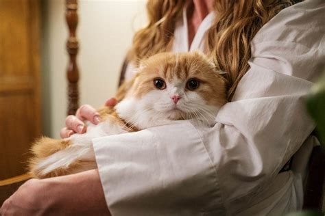 Kittens Cuddling With People