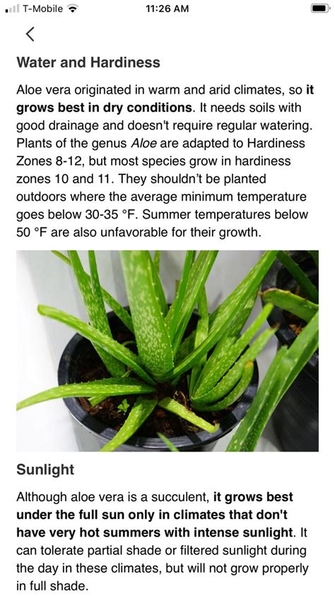 Aloe Vera hardiness & sunlight | Aloe, Herbs, Plants