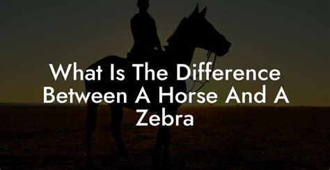 What Is The Difference Between A Horse And A Zebra - How To Own a Horse