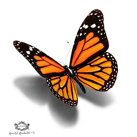 3d Butterfly Drawing at GetDrawings | Free download