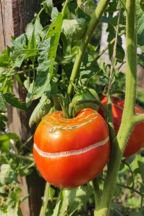 How To Prevent Tomatoes From Splitting And Cracking 3 Simple Secrets That Work Tomato Plant