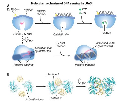 Cgas In Action Expanding Roles In Immunity And Inflammation Science