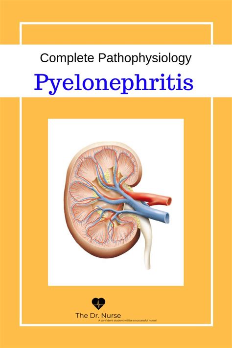 Click Through For The Complete Pathophysiology Of Pyelonephritis