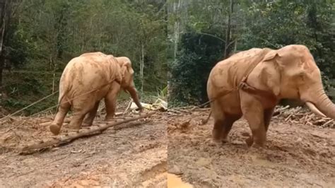 Viral Seekor Gajah Tarik Batang Pohon Di Tengah Hutan News On Rcti