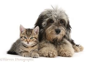 Pets Yellow Goldador Retriever Pup With Blue Tabby Kitten Photo WP43263